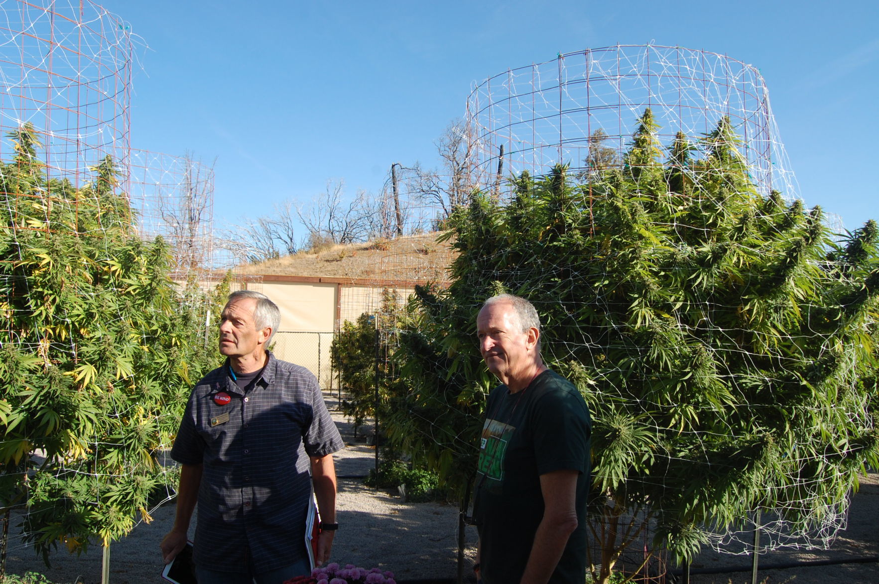 Fume Lake County cannabis
